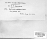 Bovistella utriformis image